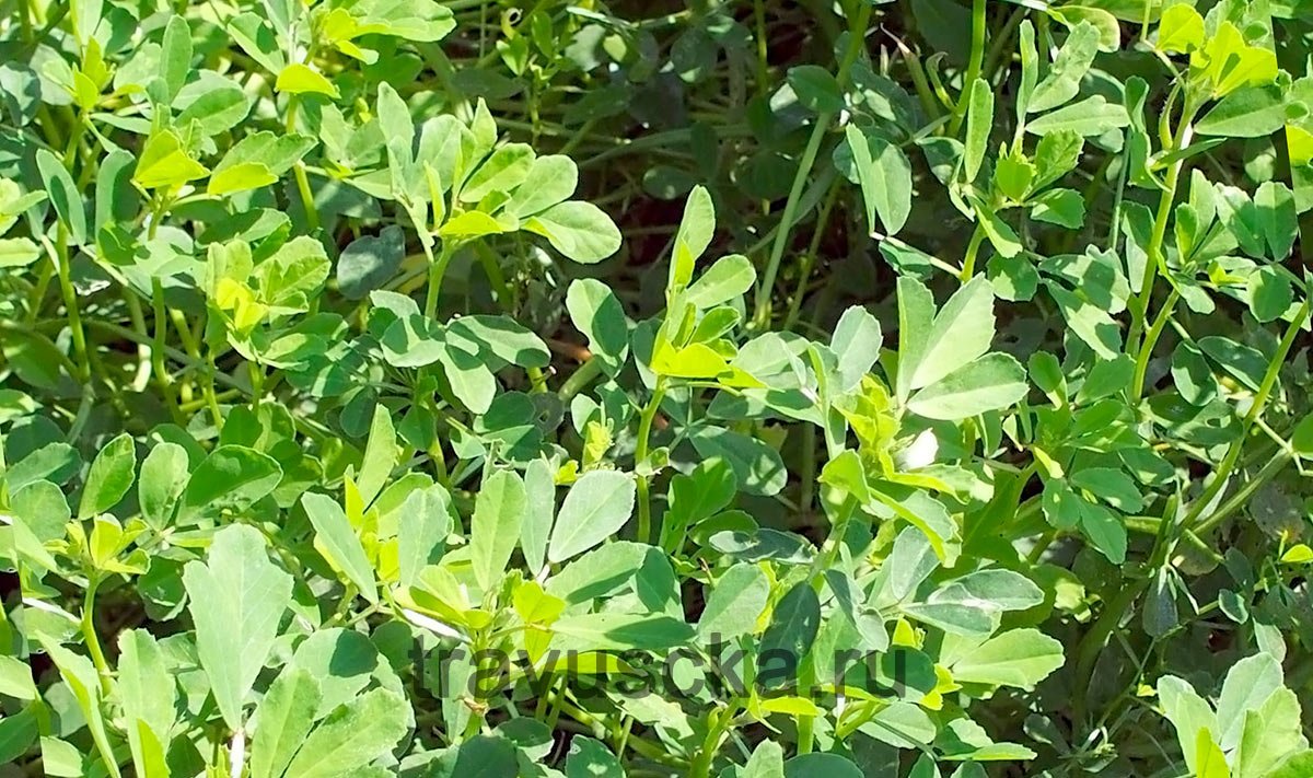 Листья фенугрека, шамбалы