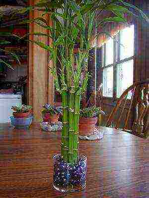 как в домашних условиях выращивать бамбук в домашних условиях