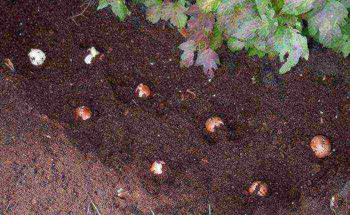 крокусы посадка и уход в открытом грунте в сибири