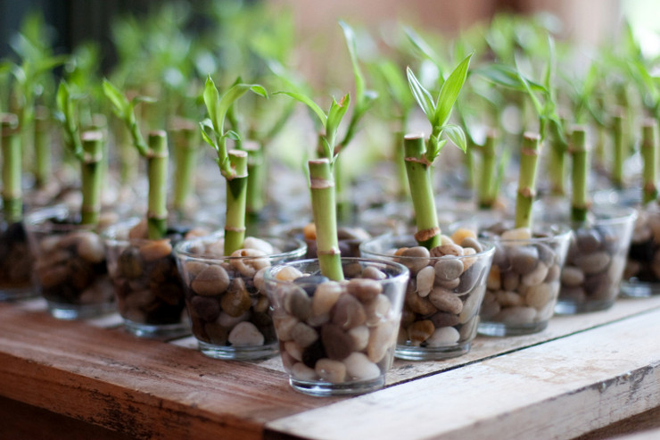 Комнатное растения бамбук: уход, размножение и виды экзотического гостя