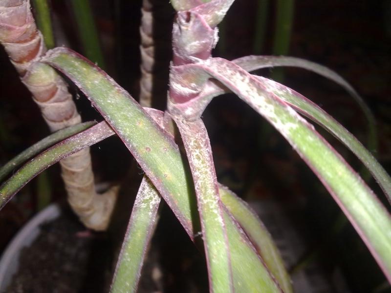 Комнатное растения бамбук: уход, размножение и виды экзотического гостя