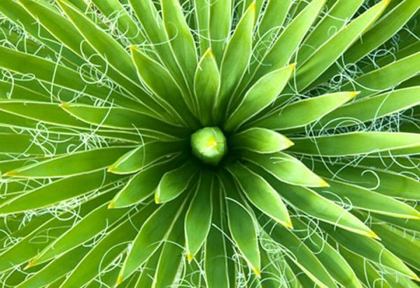 Yucca filamentosa образует плотную розетку. 