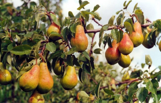 Плодоношение грушевого дерева после качественного опыления