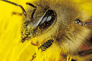 Чем полезна пыльца и как ее употреблять?