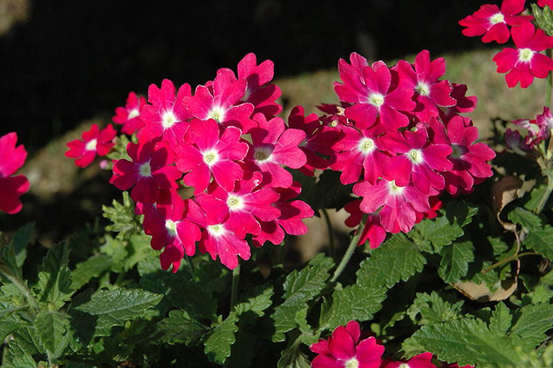 Цветы вербена посадка и уход фото сорт Verbena Lanai Upright Rose with Eye