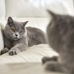 Какое поведение может быть у кошки после стерилизации