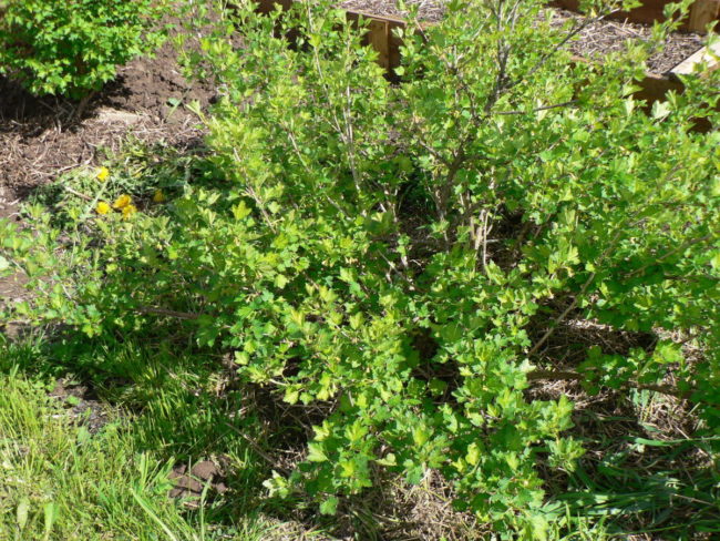 Высокий куст взрослого крыжовника на садовом участке, замульчированный соломой и сеном