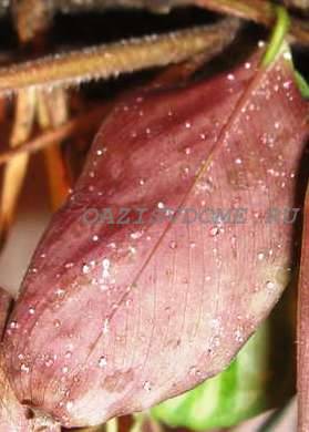 Вредители на листьях маранты