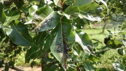 Листья груши с симптомами заражения растения паршой