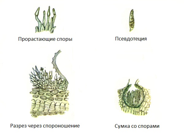 Схема развития грибка Venturia pirina Aderh, вызывающего паршу груши