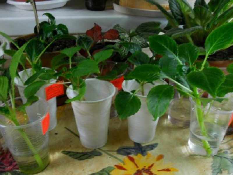 Выращивание растения бальзамин