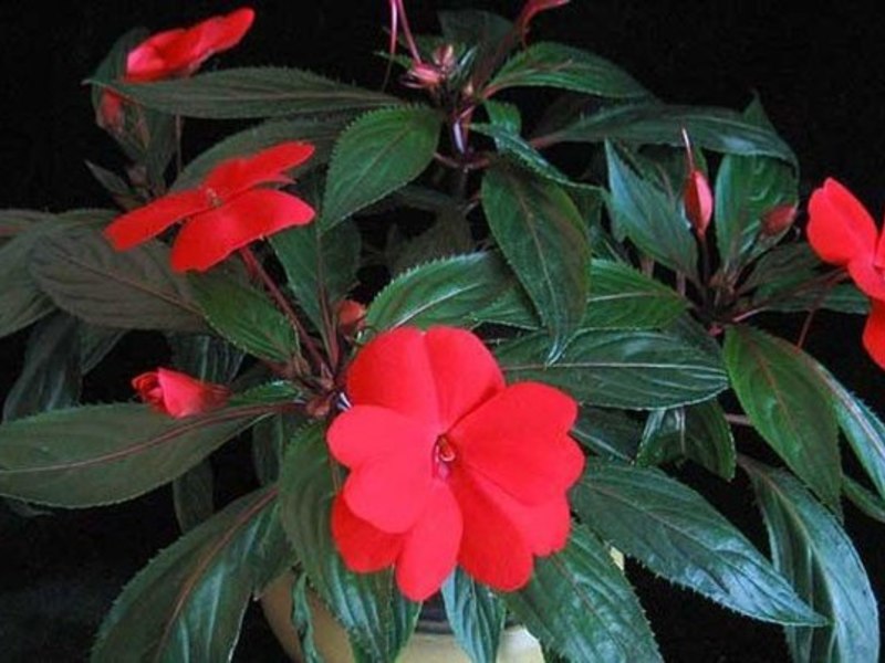 Комнатные цветы с красным цветком фото и название