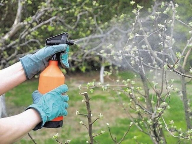 Весеннее опрыскивание грушевого дерева для защиты от грибковых инфекций