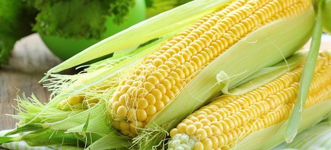 Как правильно хранить кукурузу – советы, которые помогут насладиться полезным злаком зимой