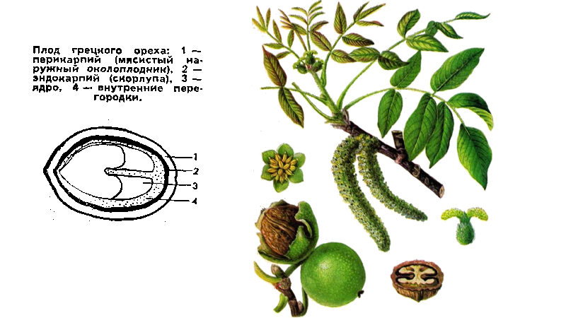 Строение плода и дерева грецкого ореха