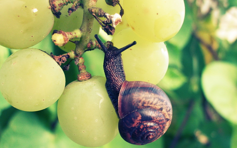 Борьба с вредителями винограда: фото, чем лечить растения