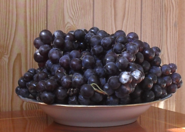 Домашнее вино из винограда Изабелла - рецепт