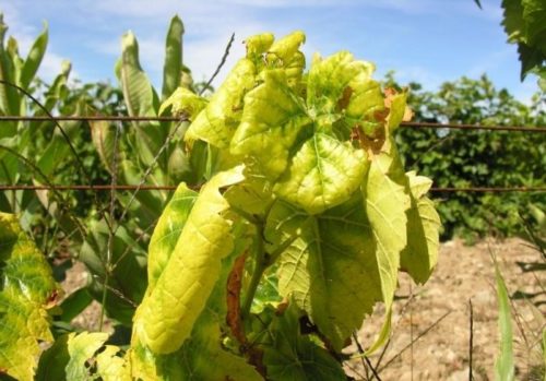 Скрученные и пожелтевшие листья винограда под воздействием инфекционного хлороза