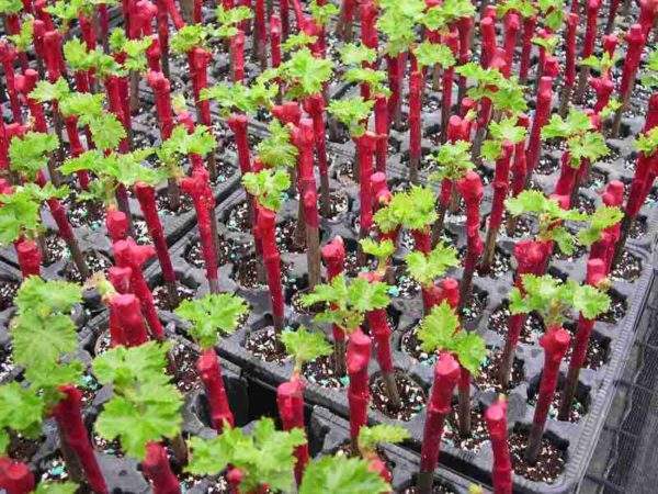 как сделать рассаду винограда из черенка