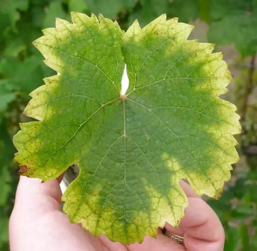Лист винограда с бледно-желтой окантовкой вследствие нехватки магния