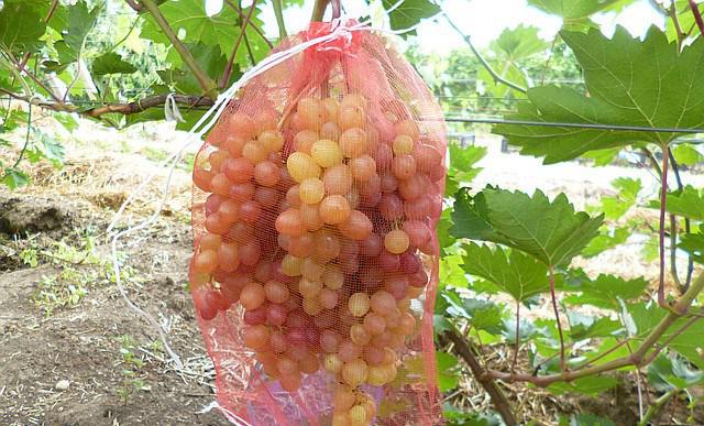 Гроздь спелого винограда и защитная капроновая сетка