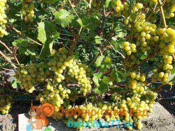 виноград для подмосковья лучший сорт
