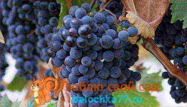 виноград для подмосковья лучший сорт
