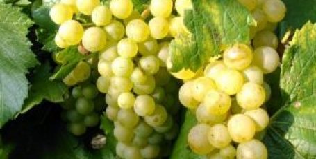 Сорт винограда Шардоне- описание и особенности выращивания