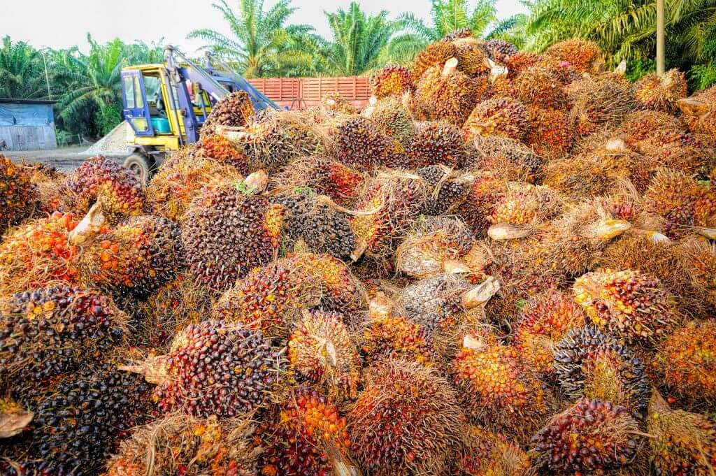 На добыче пальмового масла