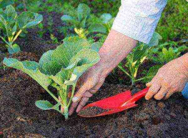 как правильно выращивать цветную капусту в открытом грунте