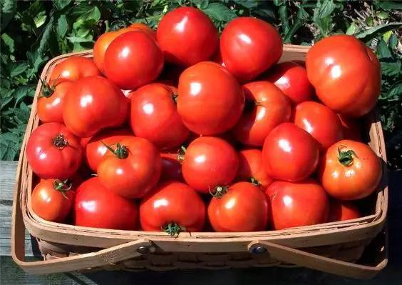 5 маленьких секретов выращивания вкусных помидоров