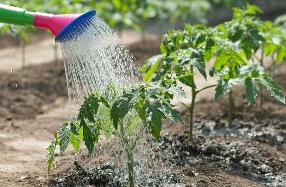 10 способов сохранить влагу в саду и огороде