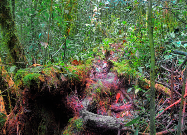 В таком лесу заблудиться можно буквально в 3-4 метрах от тропы.