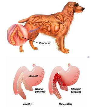 Как проявляется панкреатит у собак