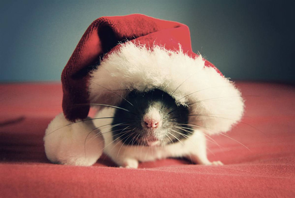 Увидеть мышь в Рождество – плохая примета
