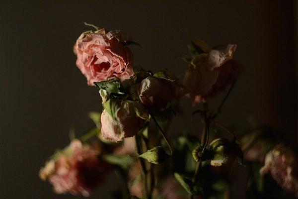К чему снятся розы: все толкования сна о королевском цветке
