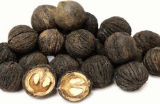 Полезные свойства, применение и противопоказания чёрного ореха