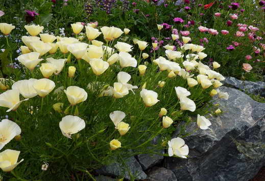 Эшшольция в саду фото альпийской горки