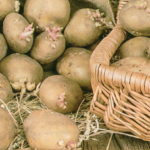 Как проращивать картофель перед посадкой