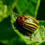 Способы и средства борьбы с колорадским жуком