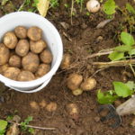 Выращивание картофеля на даче: советы агронома