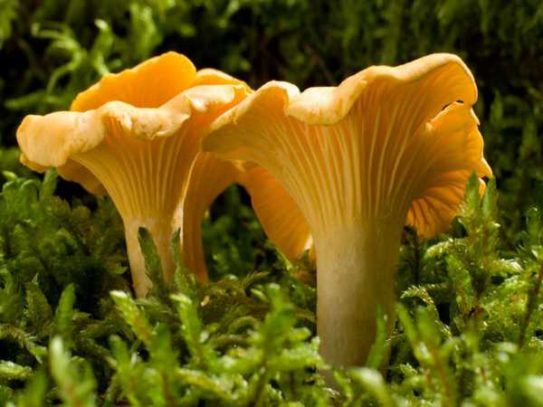 К чему снятся грибы: хочется тихой охоты?