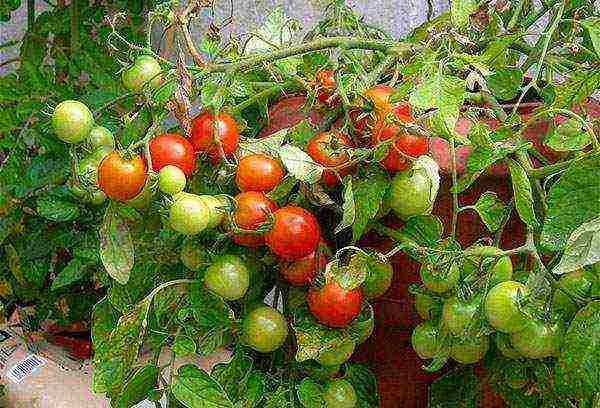как выращивать помидоры в открытом грунте на юге