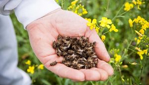 Польза и вред пчелиного подмора