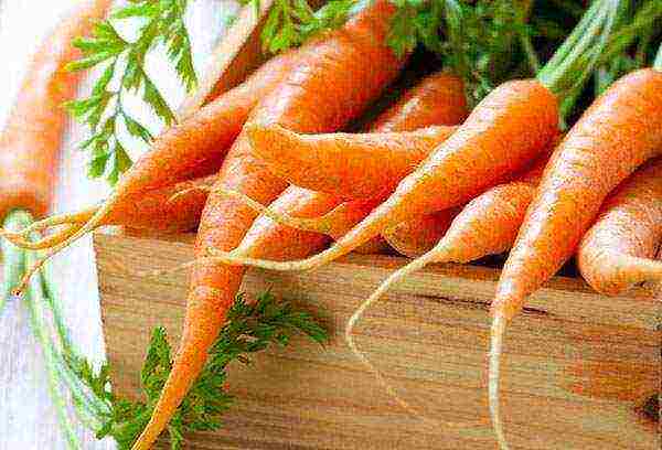 морковь посадка и уход в открытом грунте в зиму
