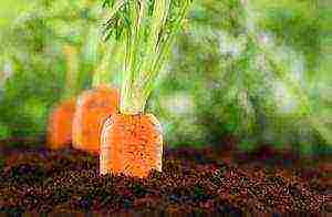 морковь посадка и уход в открытом грунте в зиму