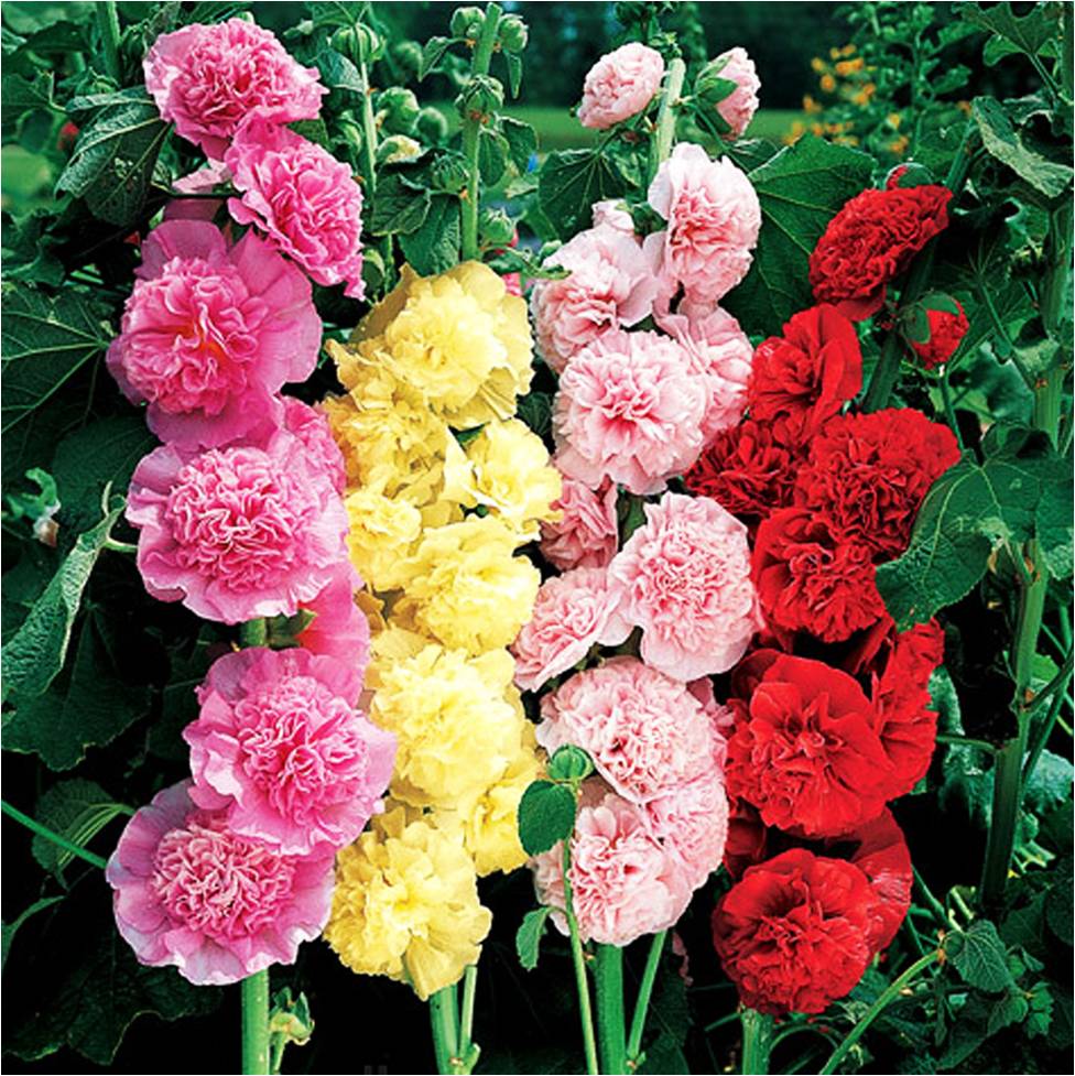 Агротехника шток-розы: правильная посадка и уход для пышного цветения
