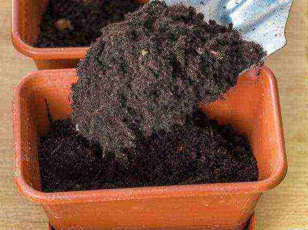 как выращивать брокколи капусту в домашних условиях