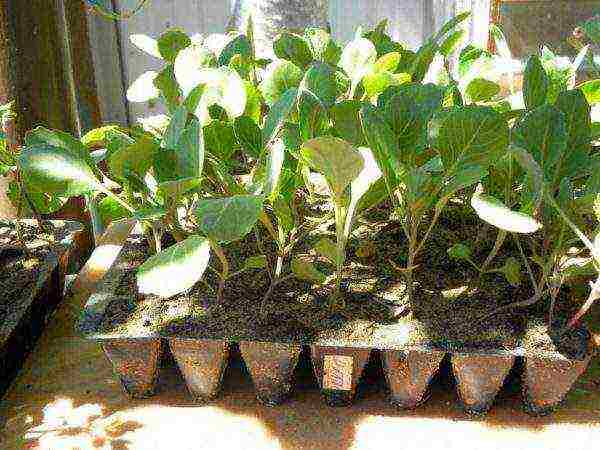 как выращивать брокколи капусту в домашних условиях