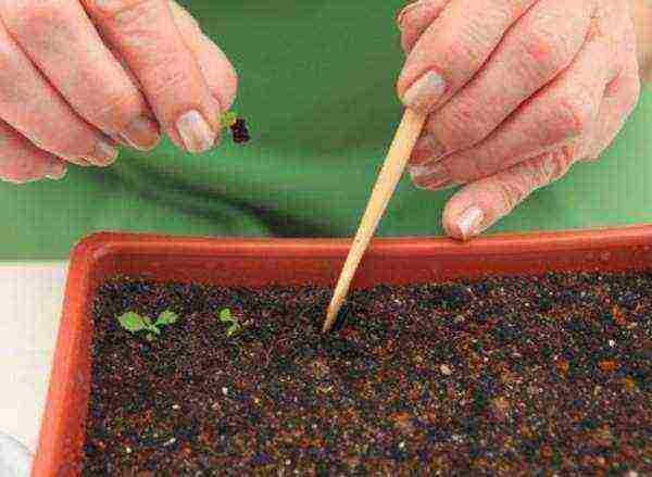 как выращивать примулу из семян в домашних условиях
